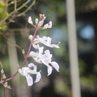 Plectranthus verticillatus (L.f.) Druce